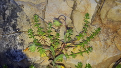 Galium verrucosum