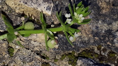 Galium verrucosum