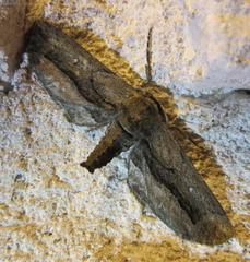 Holochroa dissociarius