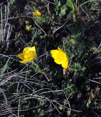 Adonis volgensis
