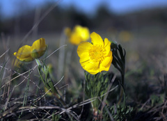 Adonis volgensis