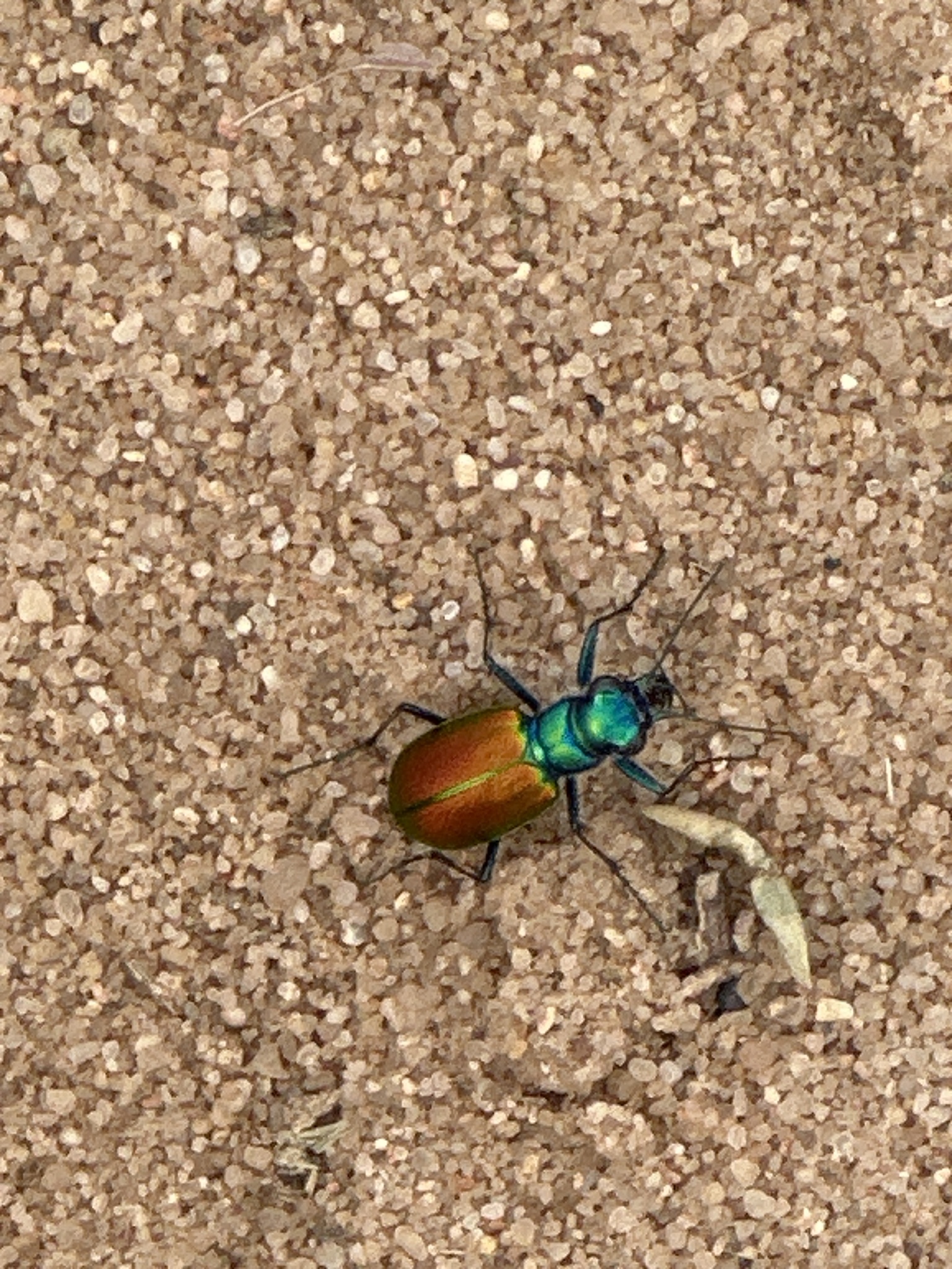 Cicindela scutellaris