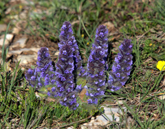 Ajuga orientalis