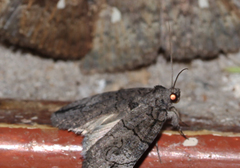 Prionofrontia strigata