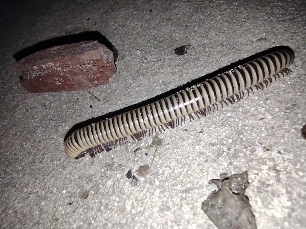 Ivory Millipede