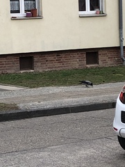 Corvus cornix