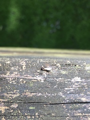 Xenomyrmex floridanus