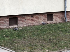 Columba palumbus
