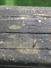 Xenomyrmex floridanus