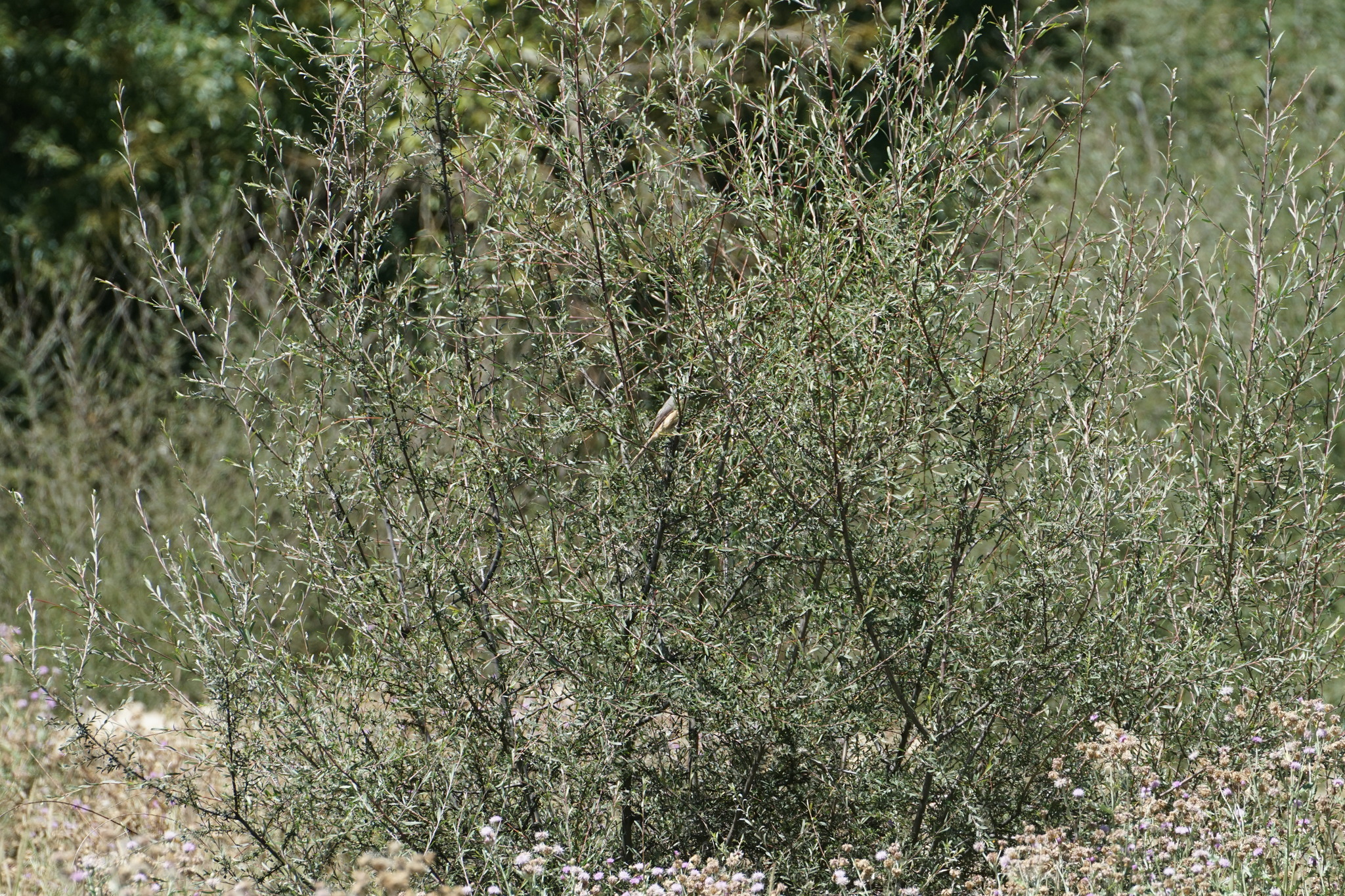 Grey-backed Shrike