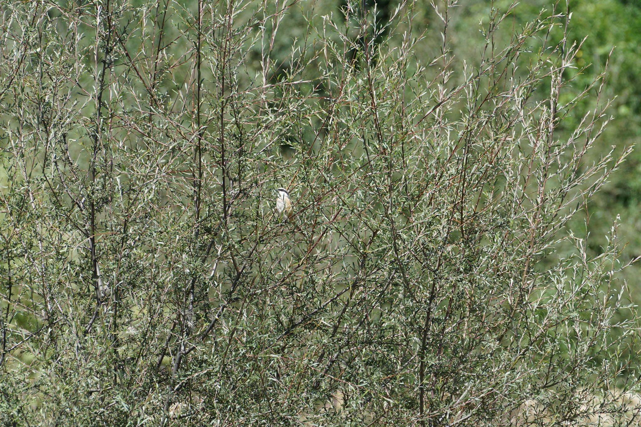 Grey-backed Shrike