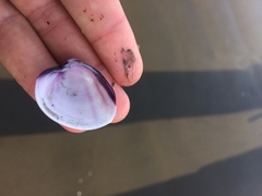 Hysteroconcha lupanaria