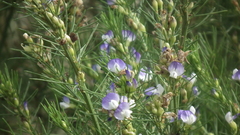Psoralea ivumba