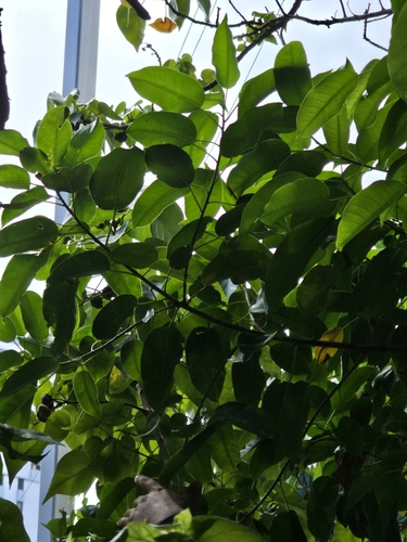 Image of Ficus citrifolia by (c) ritirene, some rights reserved (CC BY)