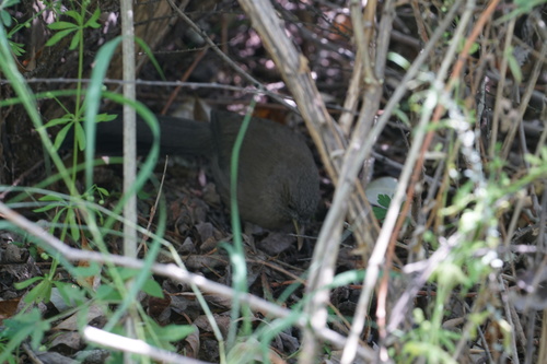 Plain Laughingthrush (Pterorhinus davidi), photo 8