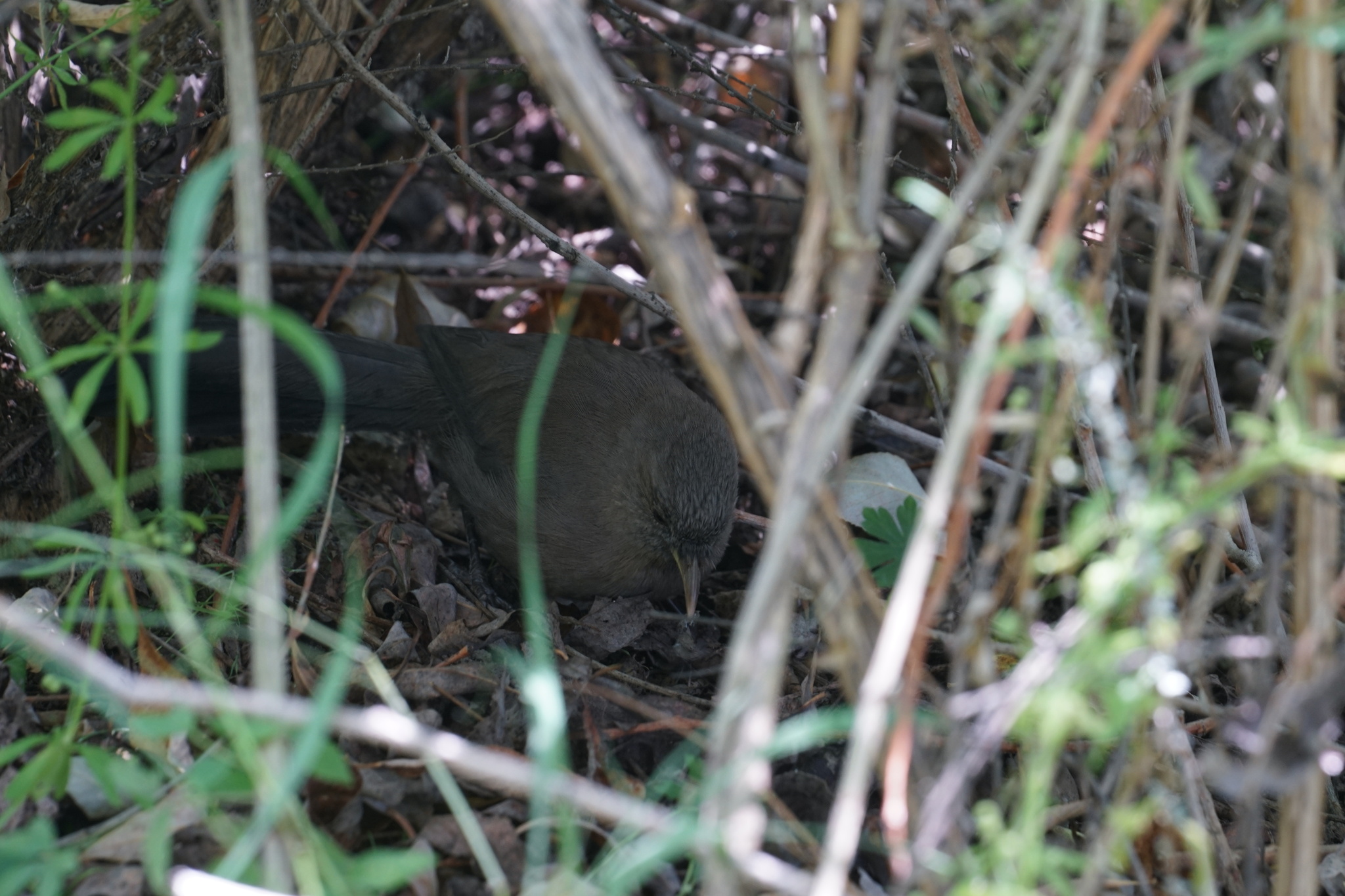 Plain Laughingthrush