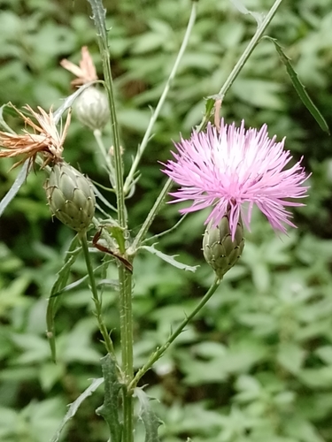 Mantisalca salmantica iNat (2)