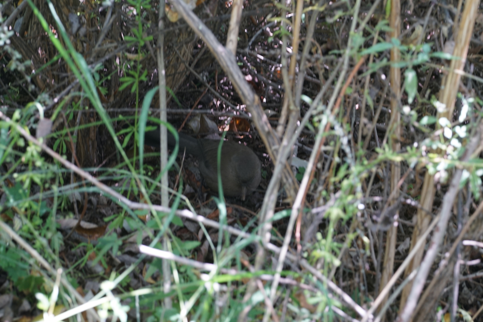 Plain Laughingthrush