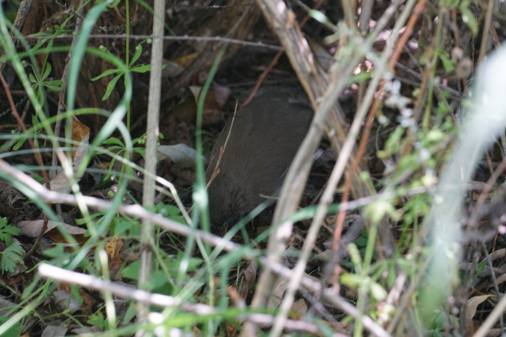Plain Laughingthrush