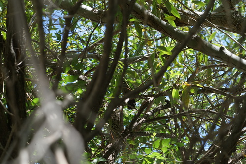 Brown-cheeked Laughingthrush (Trochalopteron henrici), photo 5