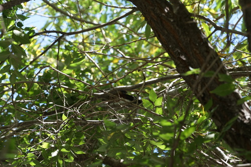 Brown-cheeked Laughingthrush (Trochalopteron henrici), photo 7