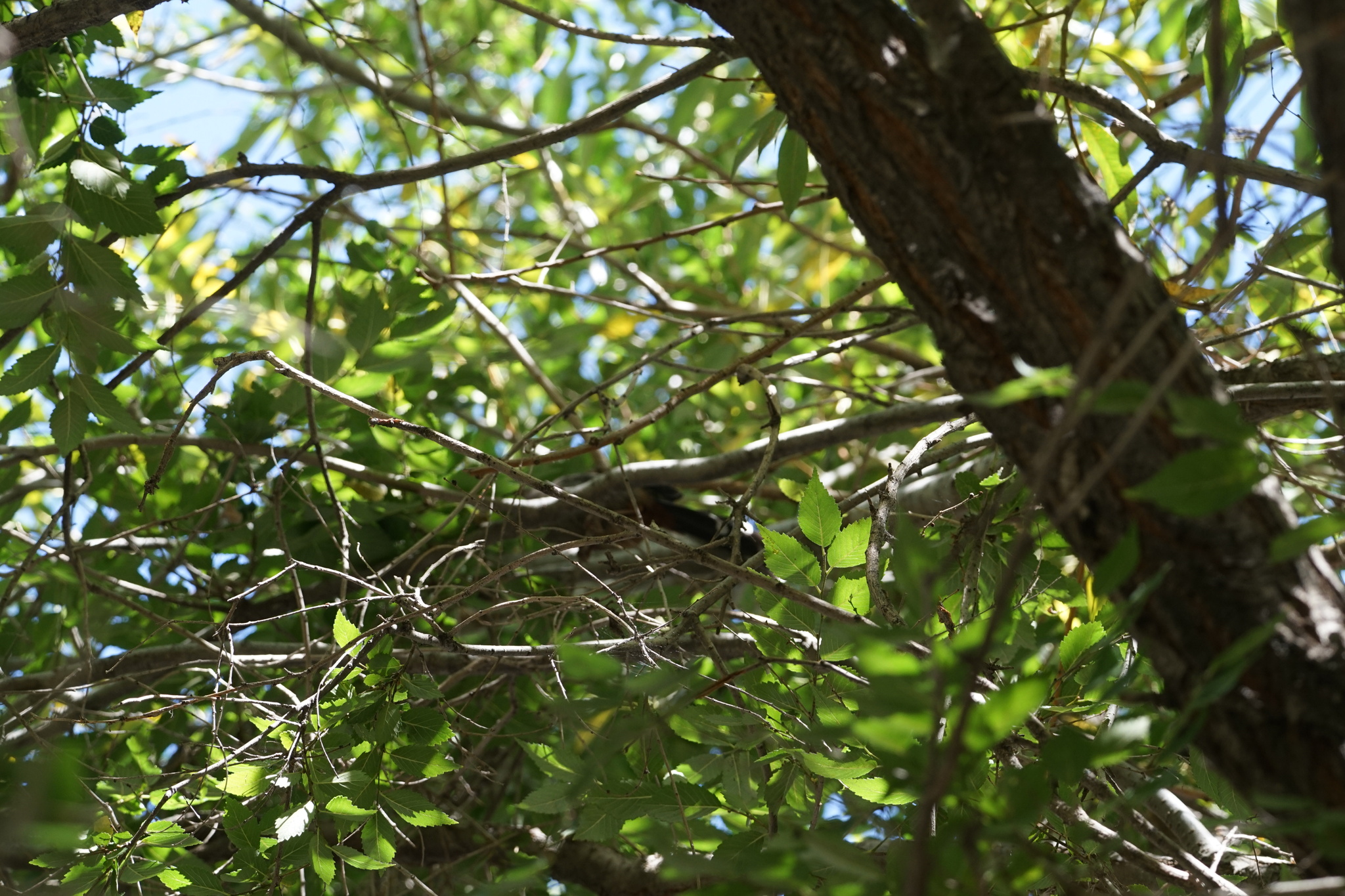 Brown-cheeked Laughingthrush