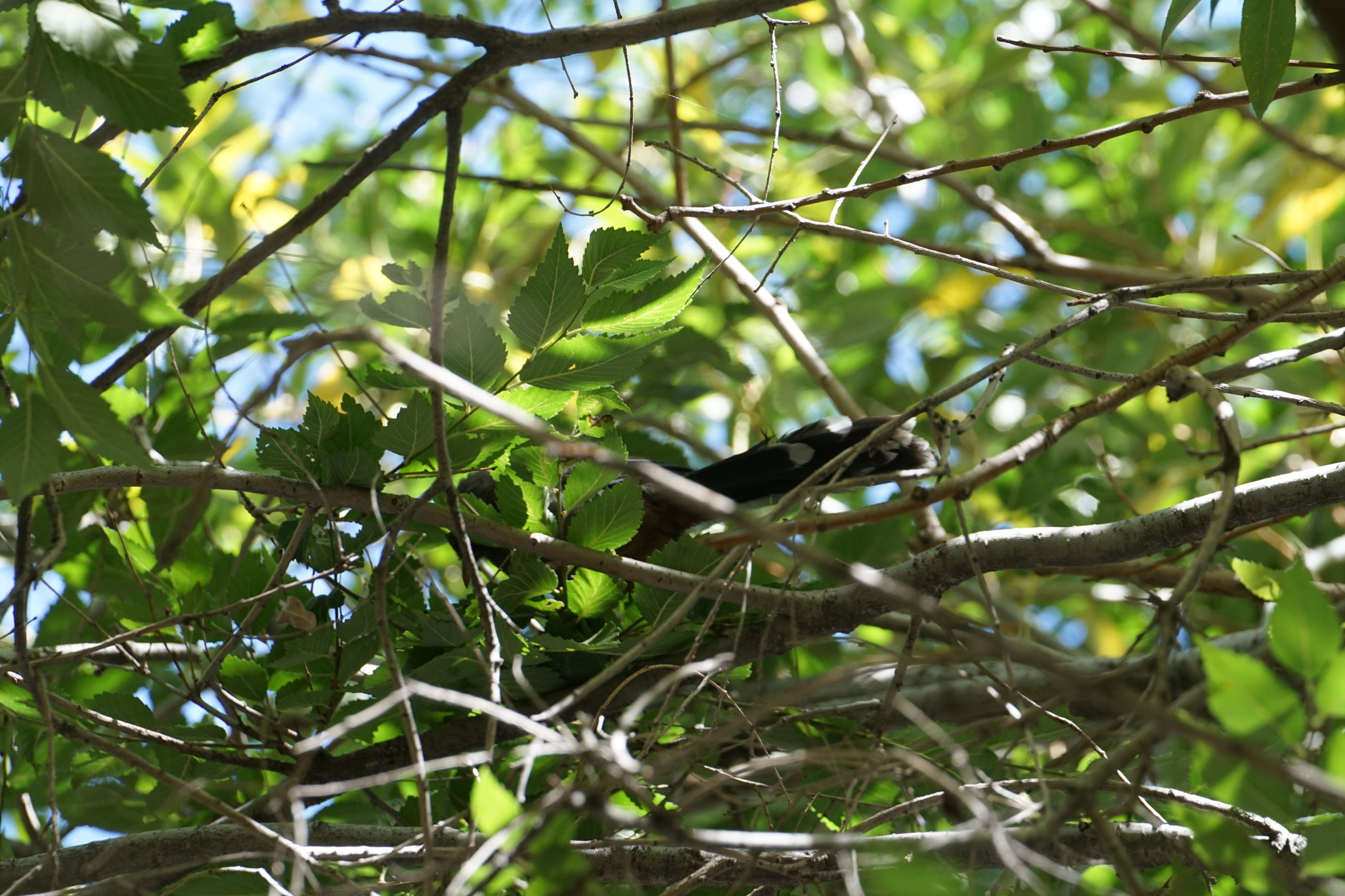 Brown-cheeked Laughingthrush