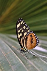 Heliconius hecale
