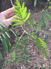 Leucaena pulverulenta