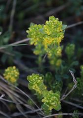 Cruciata taurica