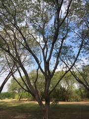 Leucaena pulverulenta