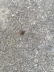 Harmonia axyridis