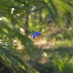 Morpho menelaus amathonte
