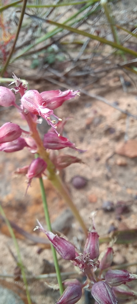 Lachenalia stayneri, Wolseley, 6830, South Africa