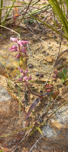 Image of Lachenalia stayneri by (c) Adele SL, some rights reserved (CC BY)