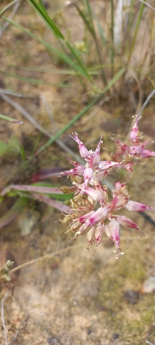Image of Lachenalia stayneri by (c) Adele SL, some rights reserved (CC BY)