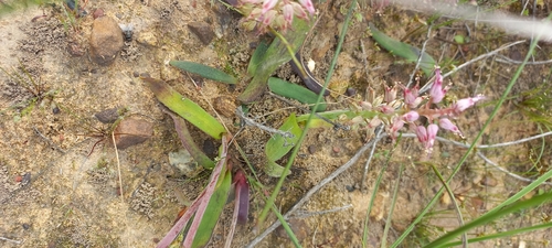 Image of Lachenalia stayneri by (c) Adele SL, some rights reserved (CC BY)