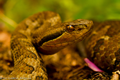 Godman's Montane Pit Viper photo 2