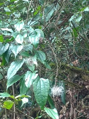 Clematis henryi