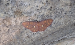 Discoglypha locupletata