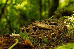 Godman's Montane Pit Viper photo 3