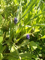 Muscari neglectum