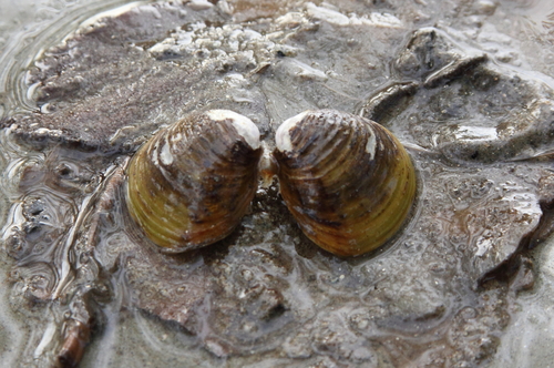 Asian Clam, photo 8 of 10