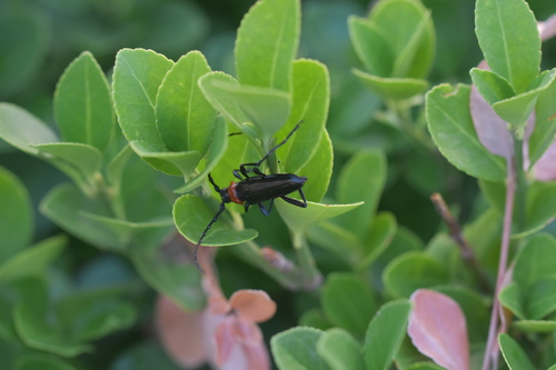 Red necked longhorn beetle