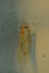Cacopsylla annulata