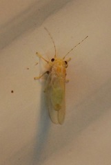 Cacopsylla annulata