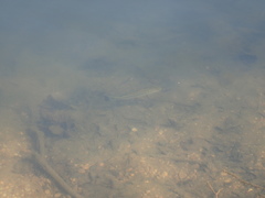 Micropterus salmoides