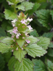 Ajuga nipponensis