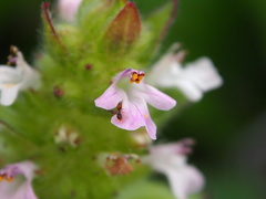 Ajuga nipponensis