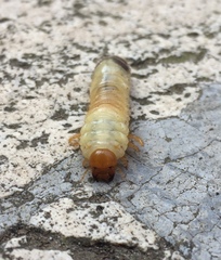 Melolontha melolontha